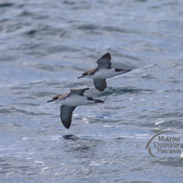 shearwaters