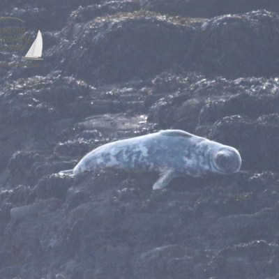 sleeping seal