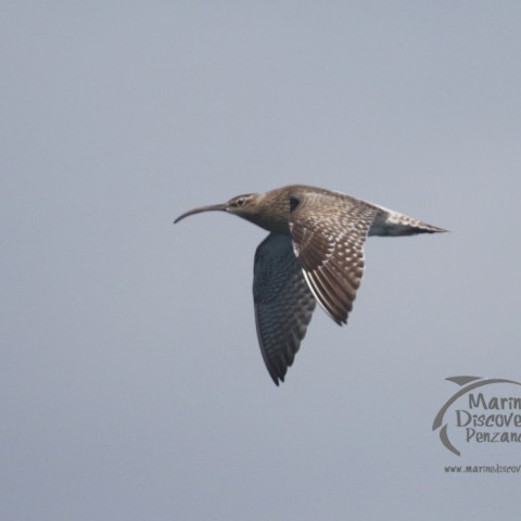whimbrel