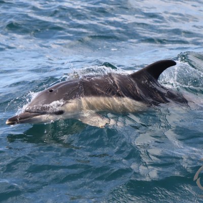 common dolphin