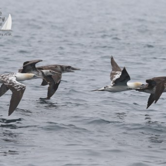 Gannet groupof water