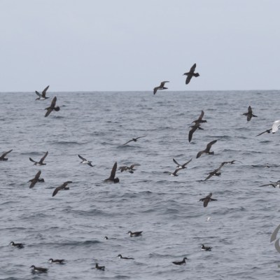 Manx shearwaters