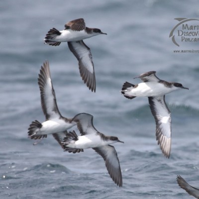 Manx shearwaters