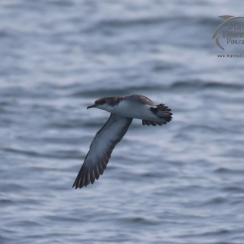 Manx shearwater