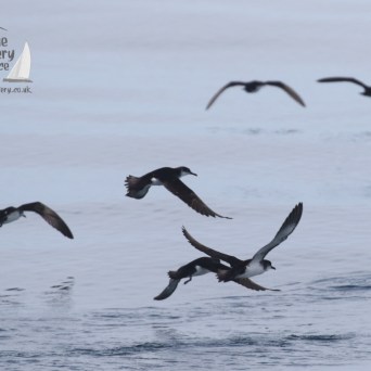 Manx shearwaters