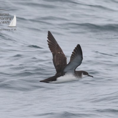 Manx shearwater