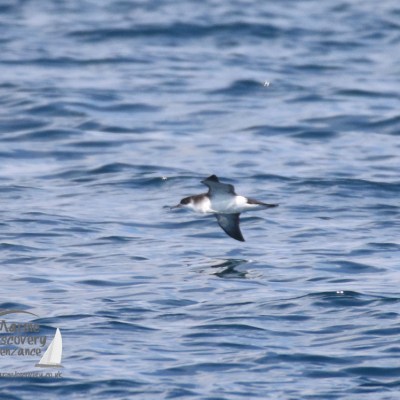 Manx shearwater