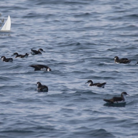 Manx shearwaters