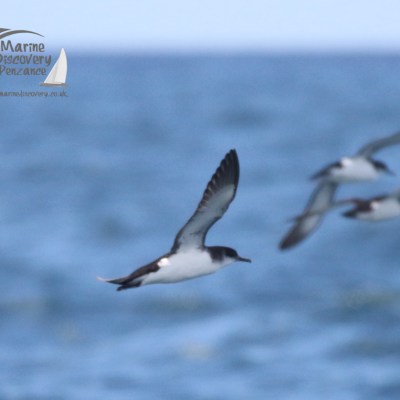 Manx shearwaters