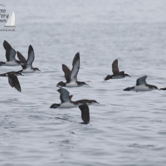 Manx shearwaters