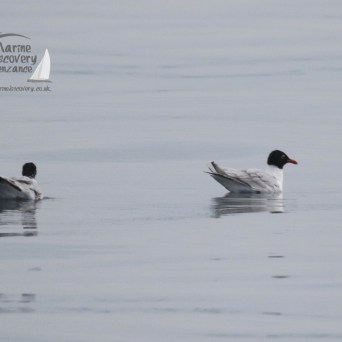Mediterranean gulls