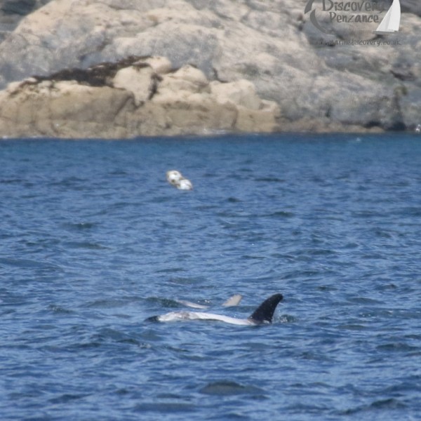 Risso's dolphin