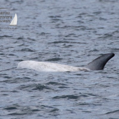 Risso's dolphin