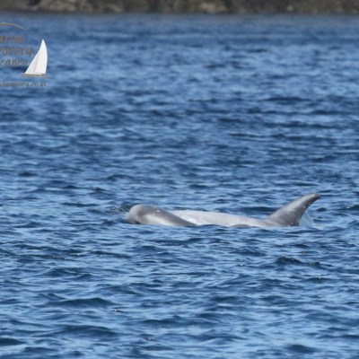Risso's dolphin calf