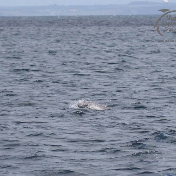 Risso's dolphin head