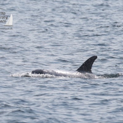Risso's dolphin