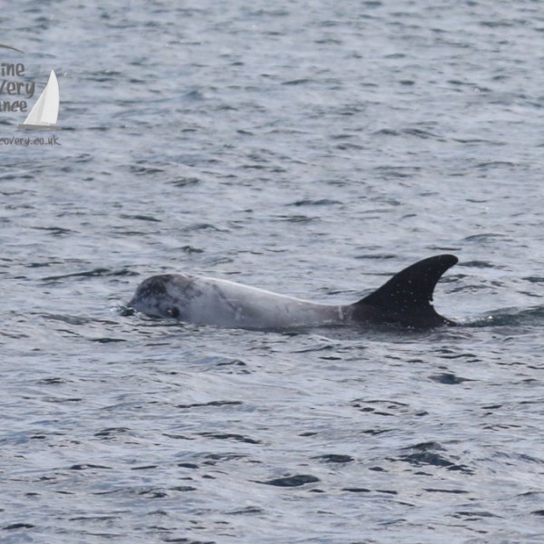 Risso's dolphin