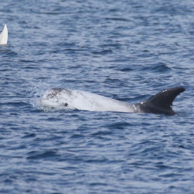 Risso's dolphin