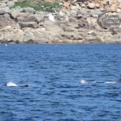 Risso's dolphins