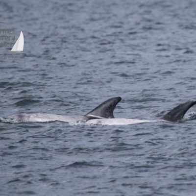 Risso's dolphins