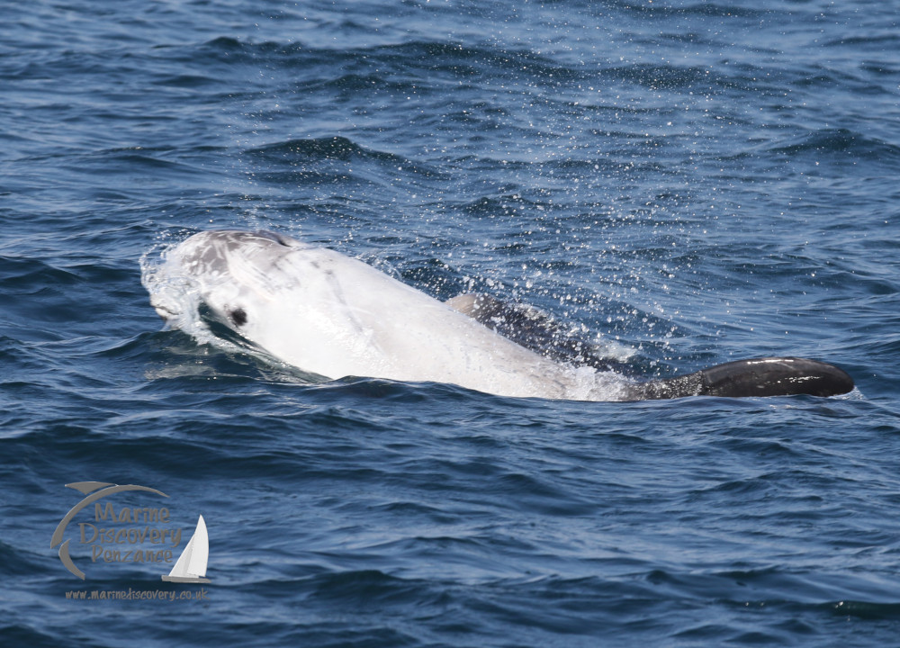 Risso's dolphins