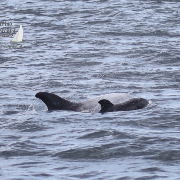 Risso's dolphins