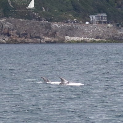 Risso's dolphins