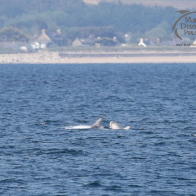 Risso's dolphins