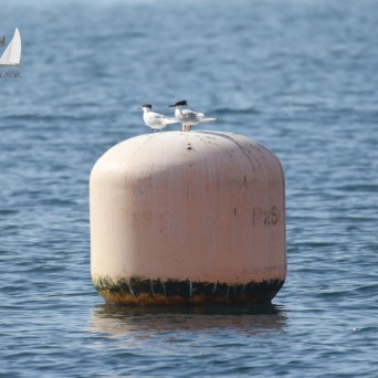 Sandwich terns