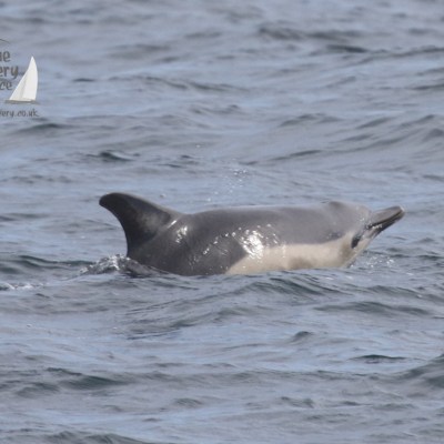common dolphin