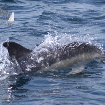 common dolphin
