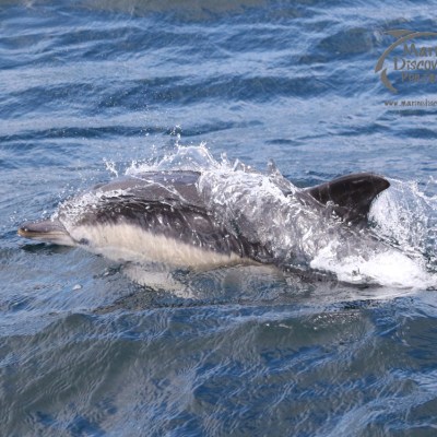 common dolphin