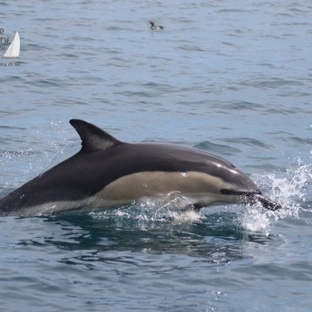 common dolphin