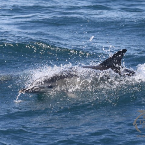 common dolphin