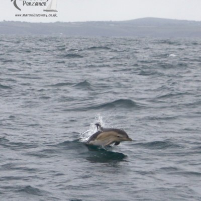 common dolphin jumping