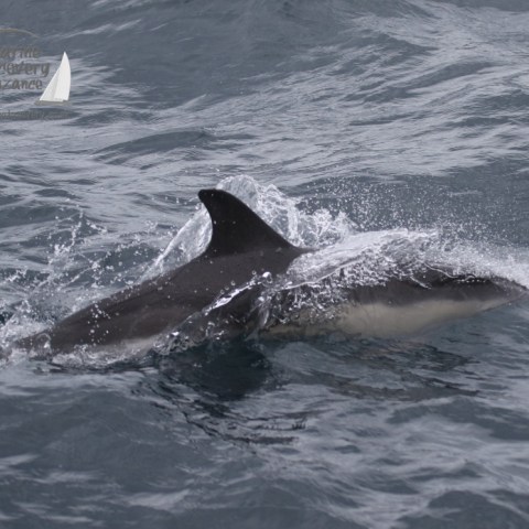 common dolphin