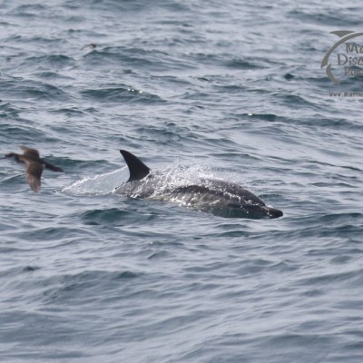 common dolphin and shearwater
