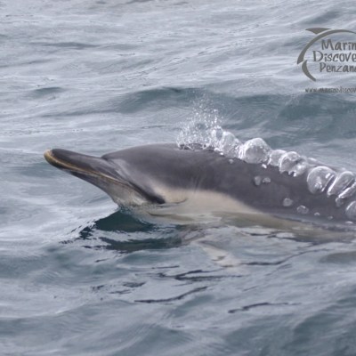 common dolphin head