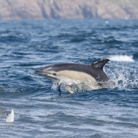 common dolphin