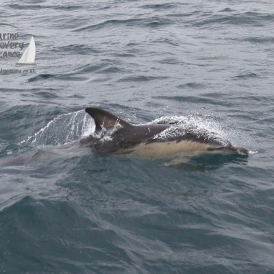 common dolphin