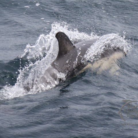 common dolphin