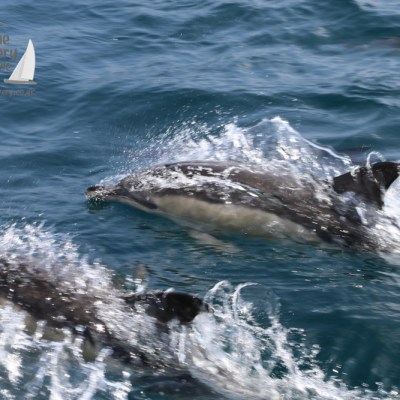 common dolphins