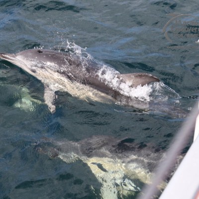 common dolphins