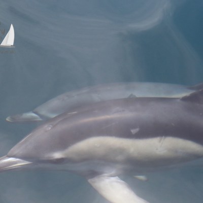 common dolphins