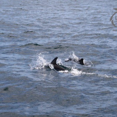 common dolphins