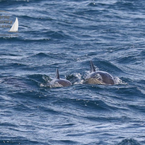 common dolphins
