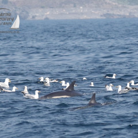 common dolphins and gulls