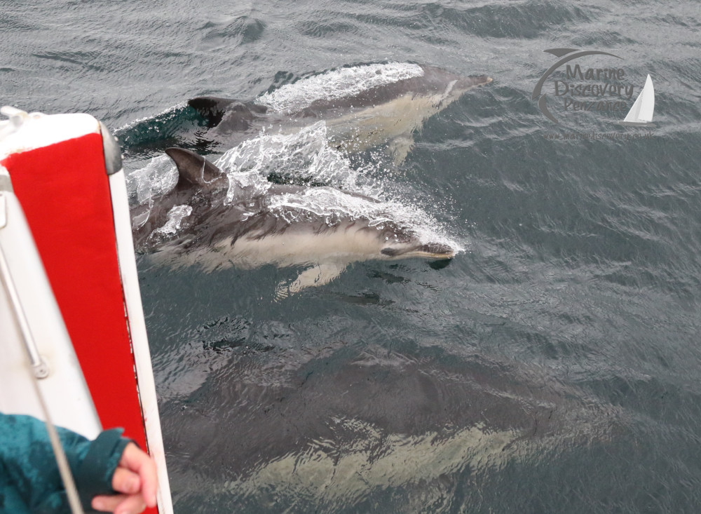 common dolphins