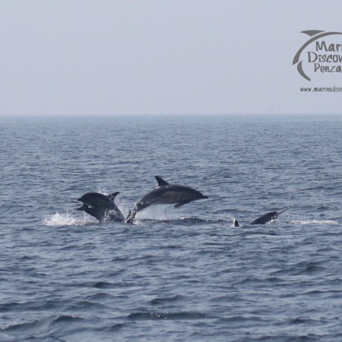 common dolphins jumping