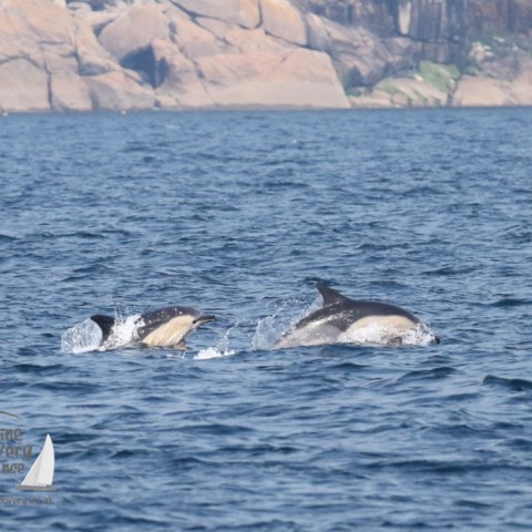common dolphins